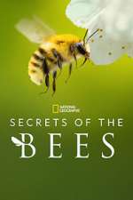 Watch Secrets of the Bees 123movies