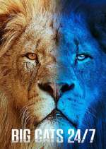 Watch Big Cats 24/7 123movies