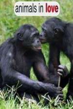 Watch Animals in Love 123movies