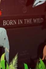 Watch Born In The Wild 123movies