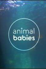 Watch Animal Babies 123movies
