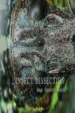 Watch Insect Dissection How Insects Work 123movies