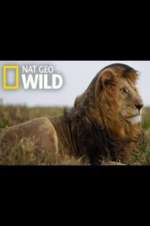 Watch Animal ER Live 123movies