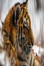 Watch Operation Snow Tiger 123movies