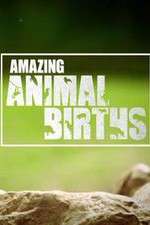 Watch Amazing Animal Births 123movies