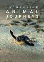 Watch Incredible Animal Journeys 123movies