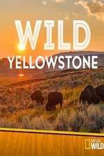 Watch Wild Yellowstone 123movies