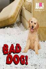 Watch Bad Dog! 123movies