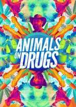 Watch Animals on Drugs 123movies