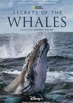 Watch Secrets of the Whales 123movies